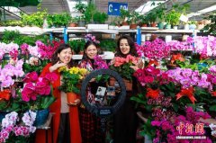 乌鲁木齐：直播助力花卉销售